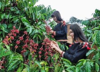 Kỹ thuật trồng cây cà phê