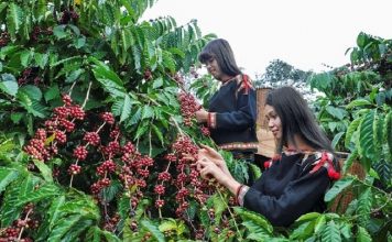 Kỹ thuật trồng cây cà phê