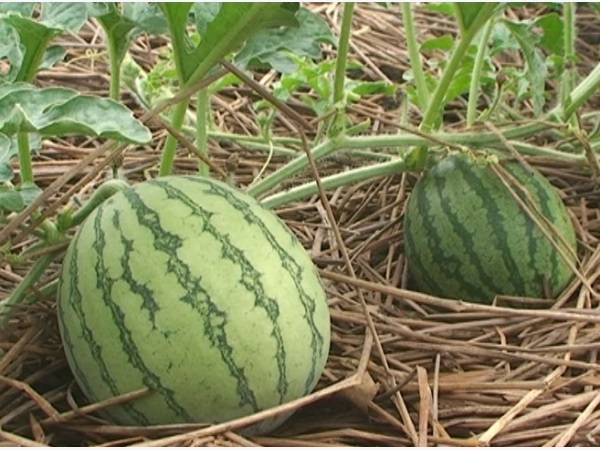 Dưa hấu sau 40 ngày kể từ thời điểm ra hoa, đậu trái thì có thể thu hoạch được