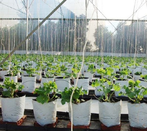 Cây dưa lưới có từ 2 - 3 lá thật thì có thể đem gieo ở môi trường đất bên ngoài