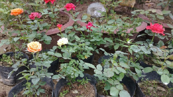 Hoa hồng sau khi trồng có thể sử dụng thuốc kích rễ để tăng tỷ lệ sống cho cây