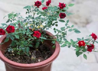 Kỹ Thuật Trồng Hoa Hồng Khỏe Mạnh – Cho Hoa Nhiều