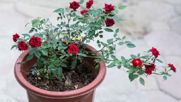 Sâu bệnh hại trên cây hoa hồng cần phải được phát hiện và xử lý kịp thời để cây phát triển khỏe mạnh