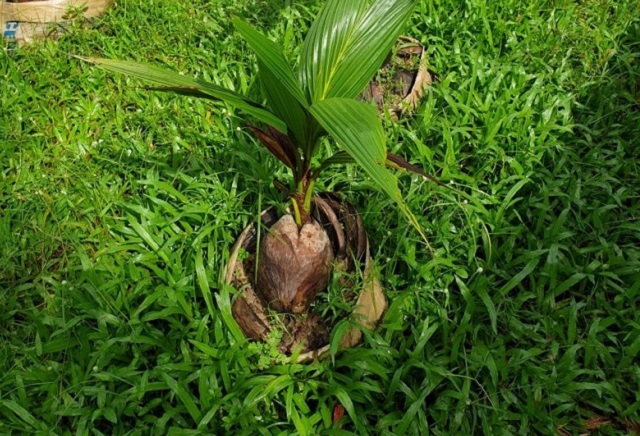 Tùy vào độ ẩm của đất mà số lần tưới cho cây dừa xiêm có thể khác nhau