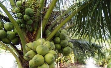 Hướng Dẫn Kỹ Thuật Trồng Cây Dừa Xiêm Cho Nhiều Trái
