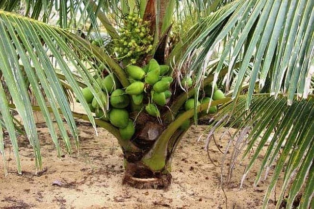 Kỹ thuật trồng Dừa