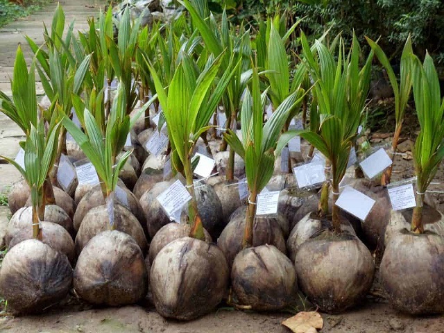 Việc chọn lựa cây dừa xiêm giống đóng vai trò rất trong trọng với năng suất cho trái của cây sau này