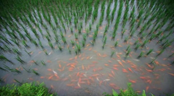 Mô hình nuôi cá trong ruộng lúa