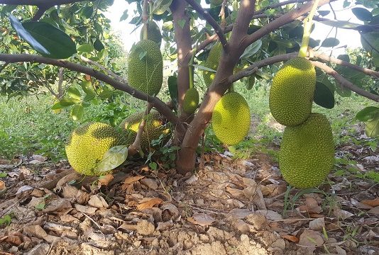 Những Điều Chưa Biết Về Giống Mít Thái Siêu Sớm