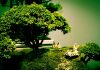nghệ thuật tạo cây cảnh bonsai