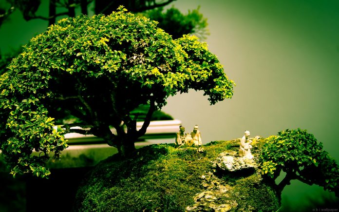 nghệ thuật tạo cây cảnh bonsai