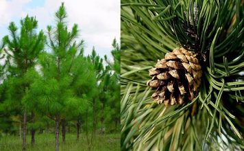 Trong Y Học Nhựa Thông Dùng Để Làm Gì?