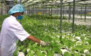 Nông Nghiệp Hữu Cơ Và Những Lợi Ích Mang Lại