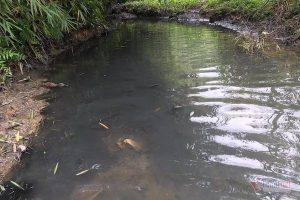 Cá lóc đồng có thể chết vì ô nhiễm nguồn nước