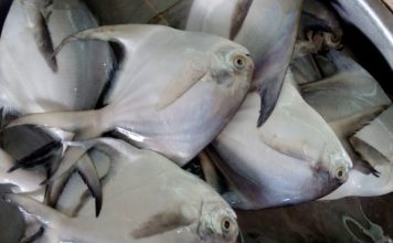 Kỹ thuật nuôi vỗ cá chim trắng đặc sản vùng biển Quảng Ninh Cá chim trắng