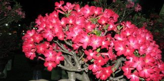 Thoát nghèo nhờ trồng sứ Thái