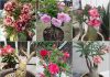 Cách trồng hoa sứ Thái bonsai