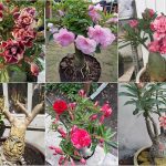 Cách trồng hoa sứ Thái bonsai