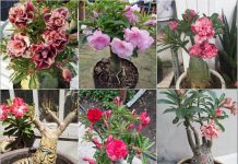 Cách trồng hoa sứ Thái bonsai