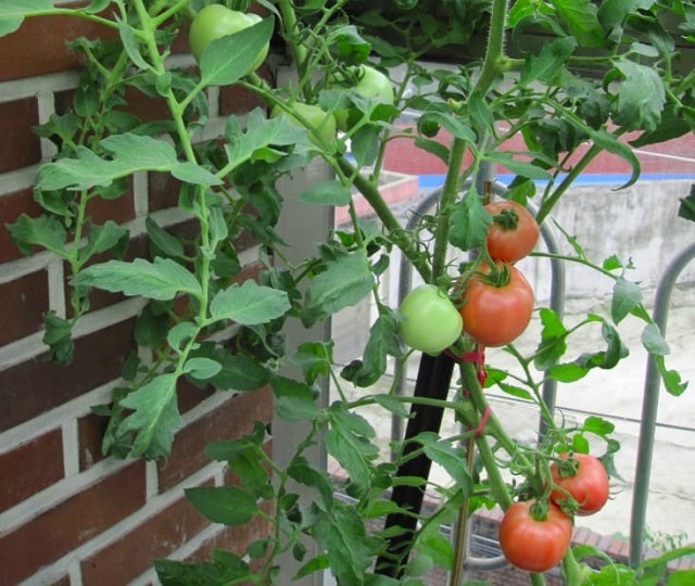 Lá cấy cà chua cũng sẽ được tận dụng để làm thuốc trừ sâu sinh học