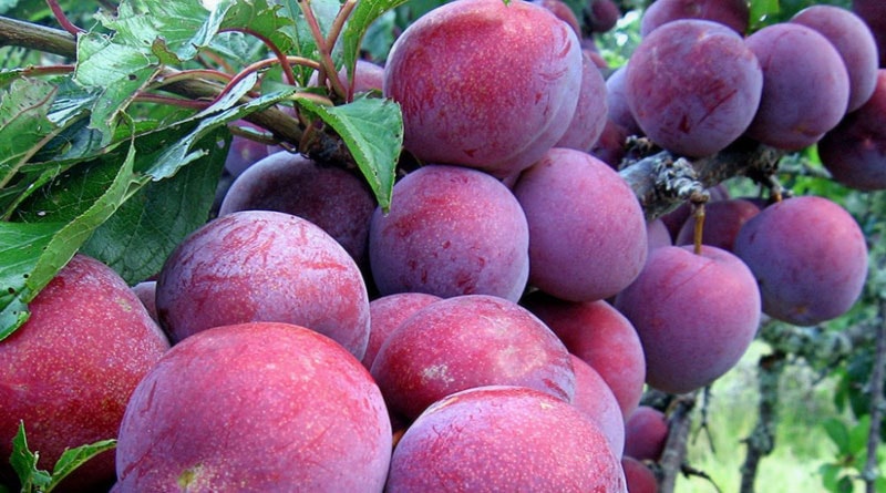 Mận Bắc Hà chính là một trong những loại trái cây đặc sản miền Bắc được nhiều người yêu thích
