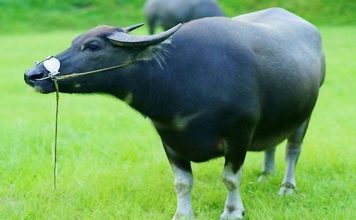 Chia sẻ bí kíp nuôi trâu vỗ béo hiệu quả nhất