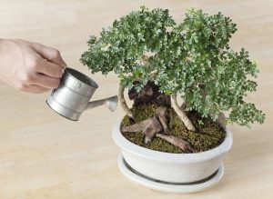 Tưới nước cây bonsai