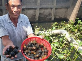 Thoát nghèo nhờ mô hình nuôi ốc nhồi hiệu quả cao