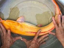 nuôi cá trê vàng