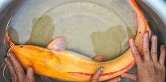 nuôi cá trê vàng