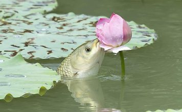 Khám phá thức ăn của cá chép với những công thức có 102 thức ăn của cá chép