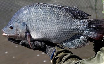 Giá cá rô phi các loại nuôi ở Đồng bằng sông Cửu Long năm 2021 giá cá rô phi