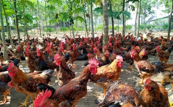 Chi phí nuôi 100 con gà – hạch toán thông minh chi phí nuôi 100 con gà