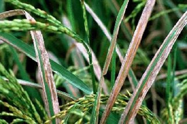 Mọi bộ phân trên cây lúa đều có thể bị nhiễm bệnh 