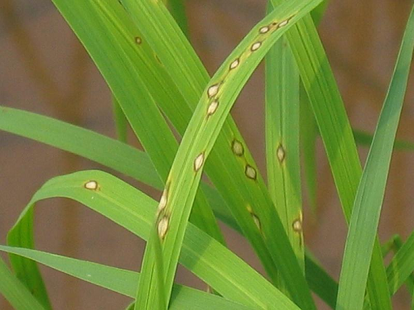 Bệnh đốm nâu hại lúa có các biểu hiện rất dễ để nhận thấy