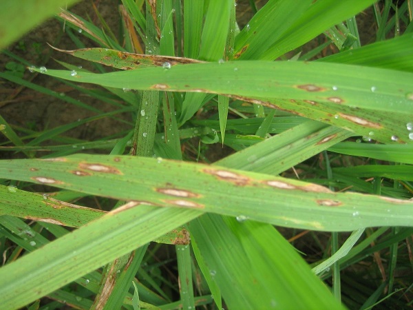 Bệnh đốm nâu hại lúa hiện tại xuất hiện ở hầu hết các giống lúa trên thị trường