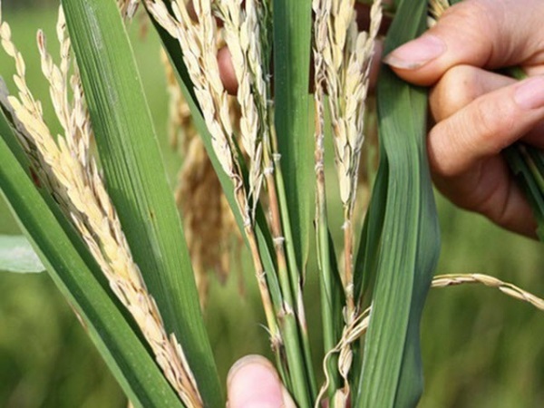 Lem lép hạt làm ảnh hưởng đến chất lượng và năng suất lúa, đồng thời tác hại vào vụ sau