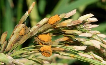 Bệnh Than Vàng Trên Lúa Do Nguyên Nhân Nào Gây Ra