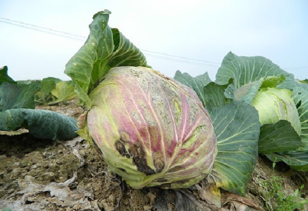 Vi khuẩn gây bệnh thối nhũn bắp cải thường tồn dư trong xác bã thực vật, tàn dư cây trồng