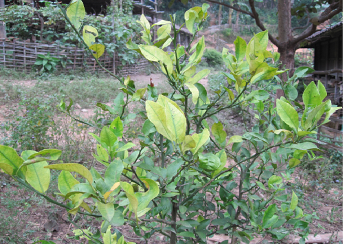 Bệnh vàng lá ở cây có múi là do vi khuẩn gây ra