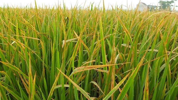 Bệnh tiêm lửa hại lúa có những triệu chứng rát dễ để nhận biết