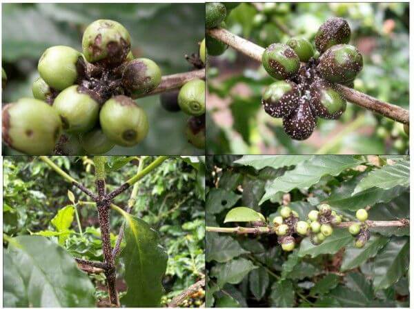 Rệp sáp phát triển mạnh khiến cây cà phê sinh trưởng kém