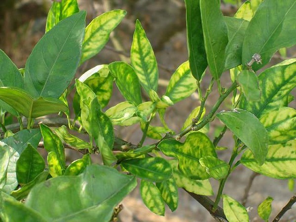 Đặc điểm bệnh vàng lá gân xanh thể hiện rõ nhất trên các loại cây có múi
