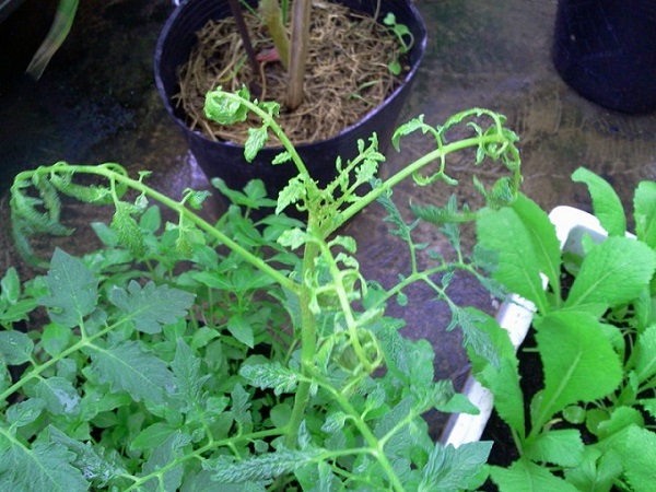 Mật độ trồng cà chua quá dày hay quá thưa đều khiến bệnh xoăn lá phát triển mạnh mẽ