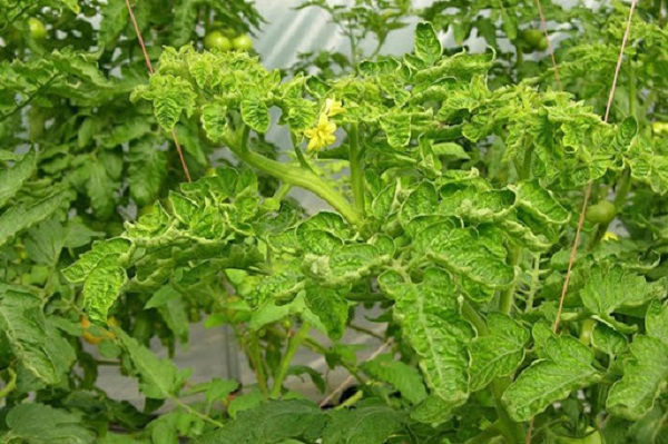 Bệnh xoăn lá ở cây cà chua thường do virus gây ra