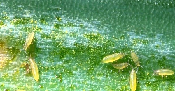 Ấu trùng có hình dạng nhỏ và không có cánh