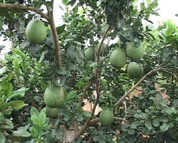 Kỹ thuật trồng và chăm sóc bưởi da xanh góp phần quyết định đến thời gian ra trái của cây