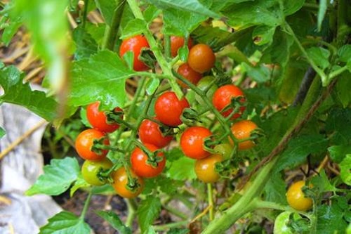Giống cà chua bi được ưu tiên trồng nhiều hiện nay