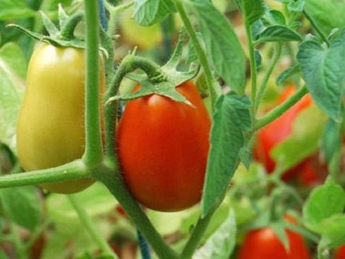 Cà chua mận thường được dùng để chế biến thành nước sốt cà chua
