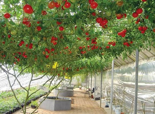 Cà chua leo giàn có thể trồng làm thực phẩm và làm cảnh